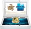 1 Unze Gold Ocean Five Schildkröte 2022 PP (Auflage: 100 | Polierte Platte | Zertifikat Nr. 100)