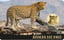 Gold Big Five Leopard